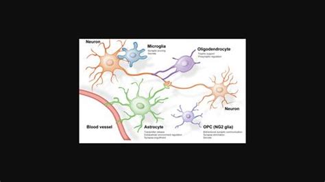 胶质细胞与神经元突触的相互作用从星形胶质细胞到小胶质细胞和少突胶质细胞谱系细胞 Glia X MOL