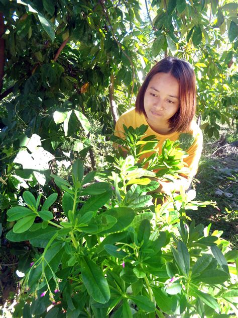 Living With Nature School On Blog By Dr Abercio V Rotor Food And