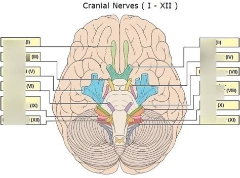 Cranial Nerves And Functions Diagram Quizlet