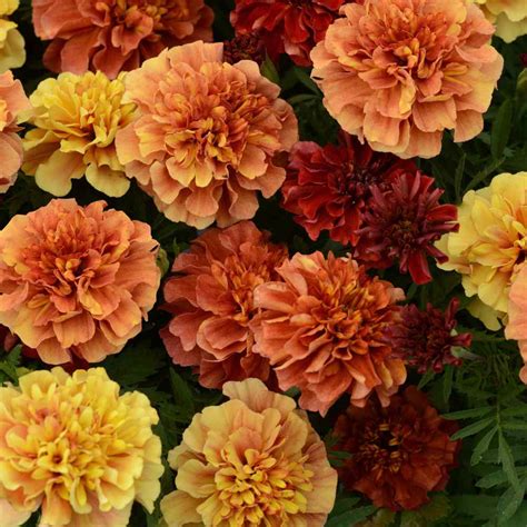 French Marigold Flower Seeds Tagetes Patula Strawberry Blonde