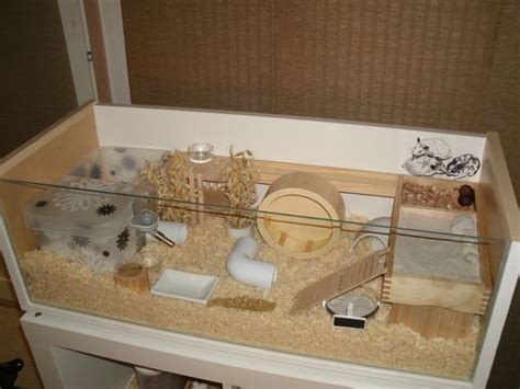 hamster cage layout inspo | Hamster diy cage, Hamster habitat, Hamster ...