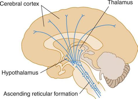 Reticular Formation