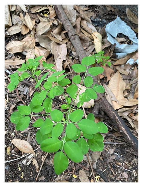 Fully Grown Moringa Seedling Moringa Oleifera Plant Moringa Edible