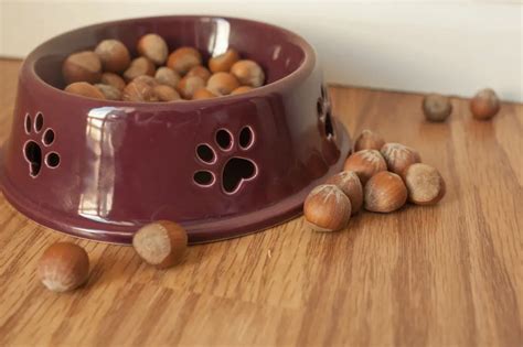 Can Dogs Eat Hazelnuts Safe Foods For Your Dog Fashionable Dogs