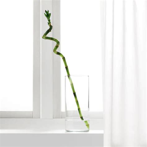 Dracaena Plant Lucky Bamboospiral 18 Ikea Lucky Bamboo