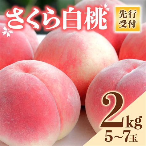 【楽天市場】【ふるさと納税】福島県産 さくら白桃 2kg 2024年9月中旬～2024年9月下旬発送 先行予約 予約 大玉 固め 白桃 伊達の