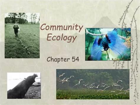 Ppt Community Ecology Powerpoint Presentation Free Download Id 9066406