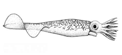 Belemnites The Conchological Society Of Great Britain And Ireland