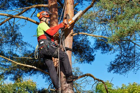 The Importance of Regular Tree Trimming – Warner Tree Service