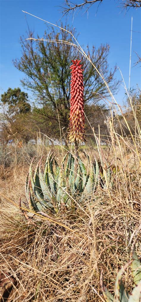 Pin By Cobus Le Roux On Aloes Of South Africa In 2022 Africa Plants