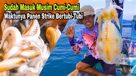 Begini Jadinya Mancing Saat Memasuki Musim Cumi Cumi Panen Strike