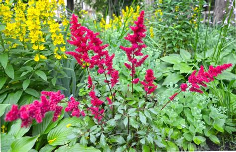 Astilbe Prachtspiere Richtig Pflanzen Und Pflegen