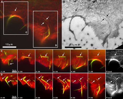 Correlative live cell imaging and electron microscopy of filopodia ...