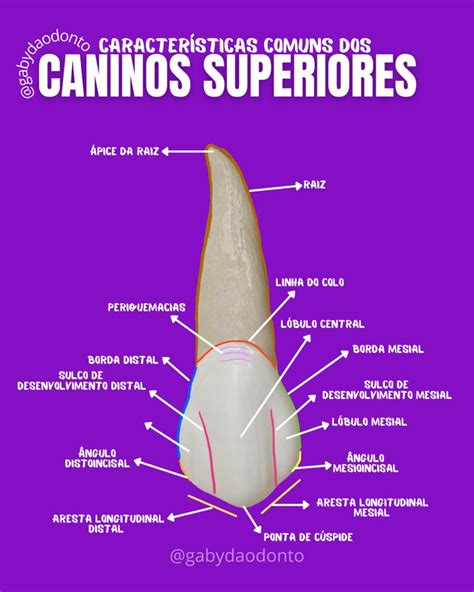 Anatomia De Um Canino Superior Anatomía Dental Anatomía Dental