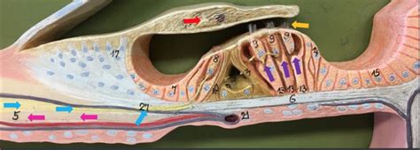 Organ of Corti Diagram | Quizlet