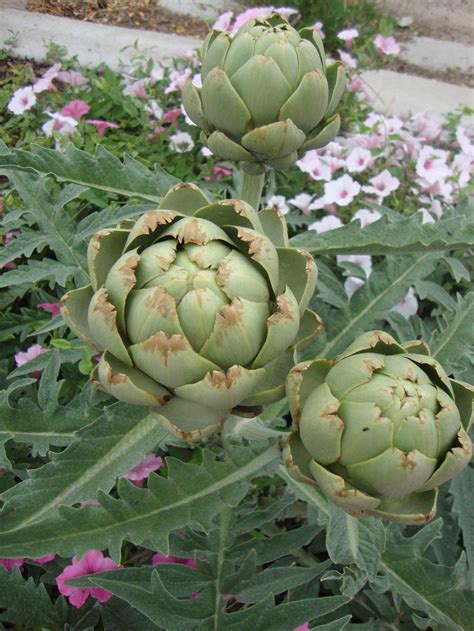 Artichokes Plant Care And Collection Of Varieties