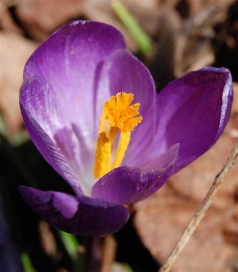 Purple Crocus Photograph By David Lane Fine Art America