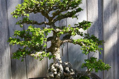 Chinesische Ulme Als Bonsai Erziehen So Machen Sie Es Richtig