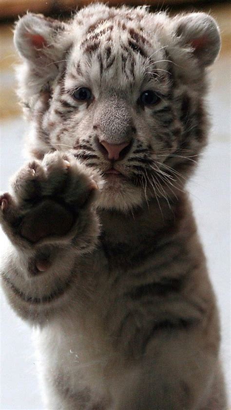 Baby Snow Tiger Wallpapers - Top Free Baby Snow Tiger Backgrounds ...