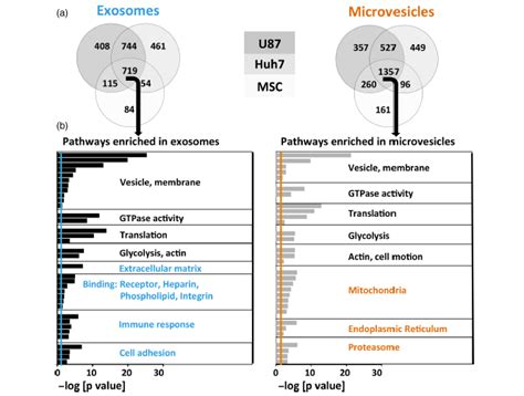 【j Extracell Vesicles】外泌体中的蛋白质组学与脂质组学研究生物探索