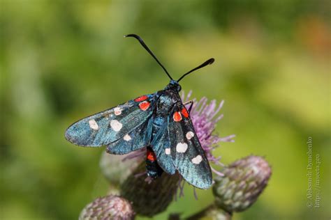 Photo Zygaena Ephialtes