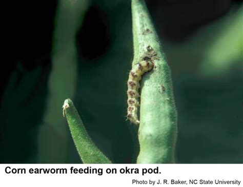 Corn Earworm On Ornamentals Nc State Extension Publications