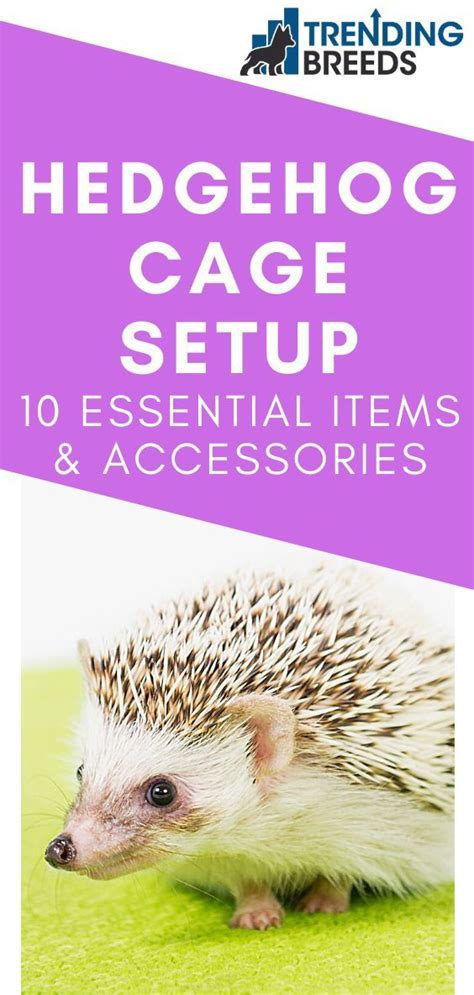 Hedgehog Cage Setup: 10 Essential Item & Accessories | Hedgehog pet cage, Hedgehog cage ...