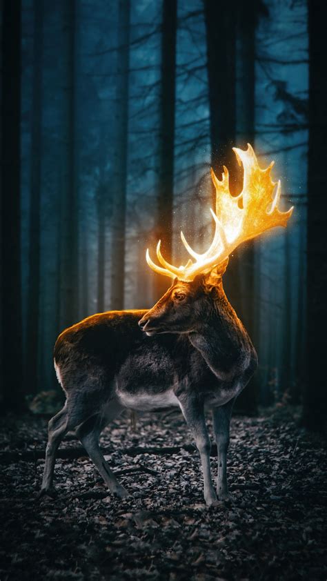 Deer Wallpaper - EnWallpaper