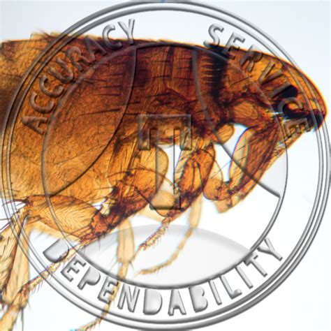 Pet Flea Male Female WM Prepared Microscope Slide