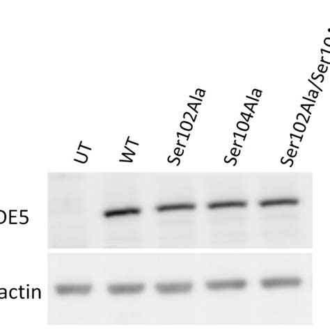 Schematic Of PDE5A GFP Fusion Proteins A Schematic Representation Of