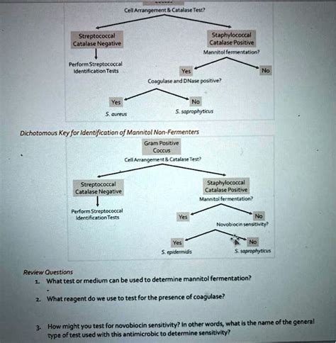 Solved Cell Arrongement And Catalase Tes Streptococcal Catalase Negative Staphylococcal Catalase