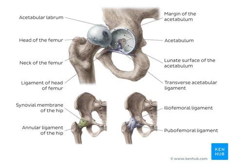 Hip and thigh: Bones, joints, muscles | Kenhub Hamstring Muscles ...