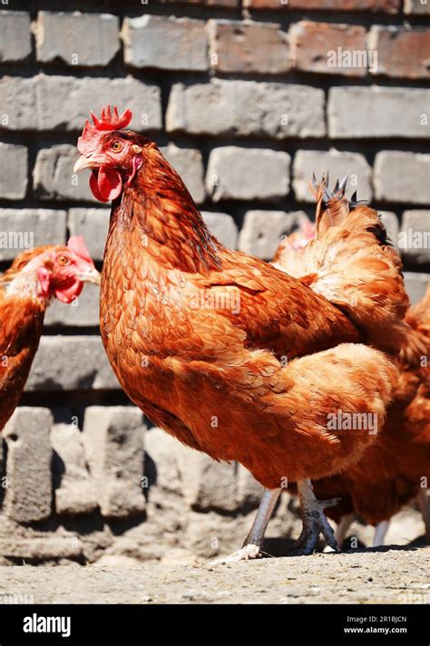 Chickens On Traditional Free Range Poultry Farm Stock Photo Alamy