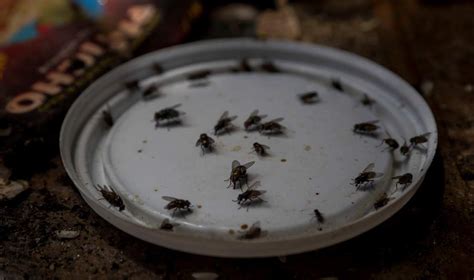 Son Efectivas Las Bolsas De Agua Para Espantar Moscas