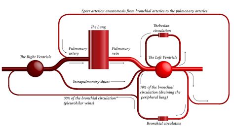 Bronchial Circulation Anatomy