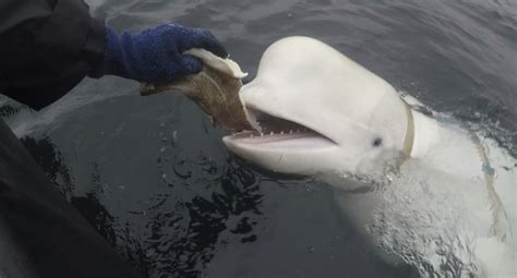 Hvaldimir A Beluga Whale Suspected To Be A Russian Spy Was Mysteriously Found Dead News