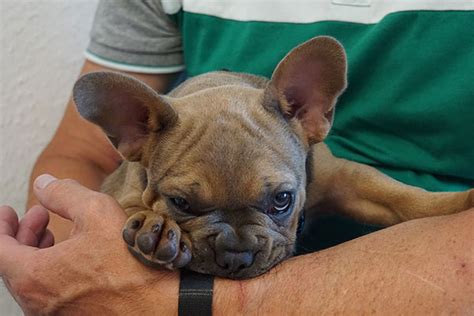 Zelf Hondensnoepjes Maken Voor Het Trainen Van Je Hond Hondtrainen Nl