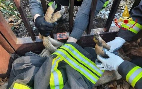 Varese Capriolo Incastrato Tra Le Sbarre Salvato Dai Vigili Del Fuoco