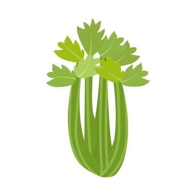 Celery Stalk Vector Art, Icons, and Graphics for Free Download