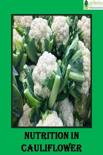 Nutrition in Raw Cauliflower – Agrihortico