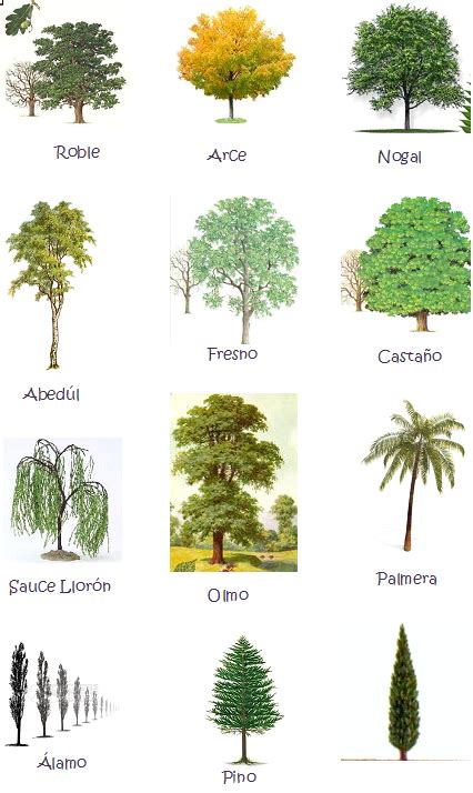 Nombres De Hojas De Arboles Manas