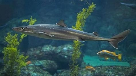 Spiny dogfish - Alchetron, The Free Social Encyclopedia