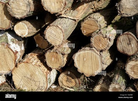 Sawn Tree Trunks Along The Wayside Stock Photo Alamy