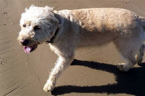 Dog Friendly Beaches in Somerset - The Middlewick