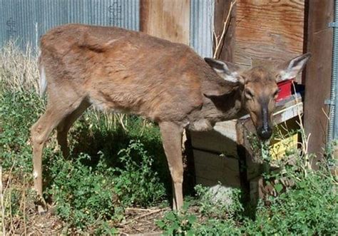 Deer hunters' help needed to curb chronic wasting disease | Pittsburgh ...