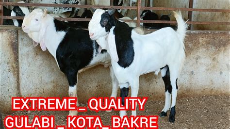 MASHAALLAH EXTREME QUALITY GULABI KOTA BAKRE AT IRSHAD KOTA GOAT FARM