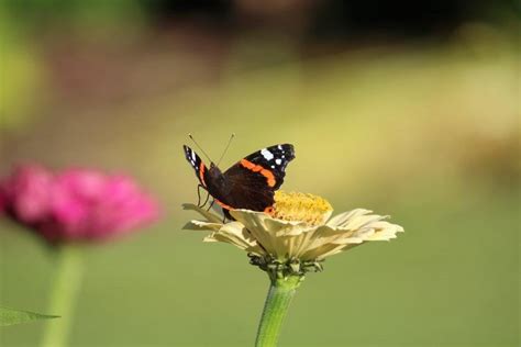 Vlinder En Bijenplanten Tuinhappy Nl Tuinblogger Blogger Tuin