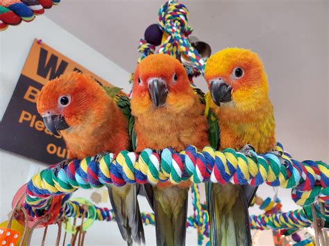 Baby Sun Conure