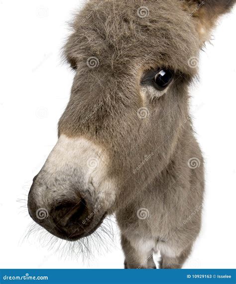 Donkey Foal Against White Background Stock Image Image Of Mulish