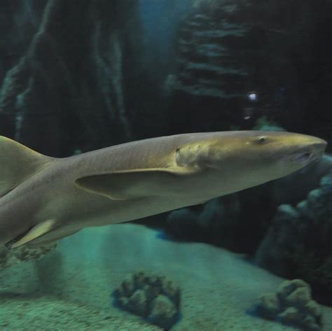 Shark: Nurse Shark - Junior | Aquarium